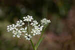 Coastal plain angelica